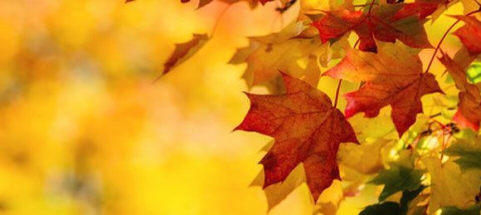 Foto: Fotolia