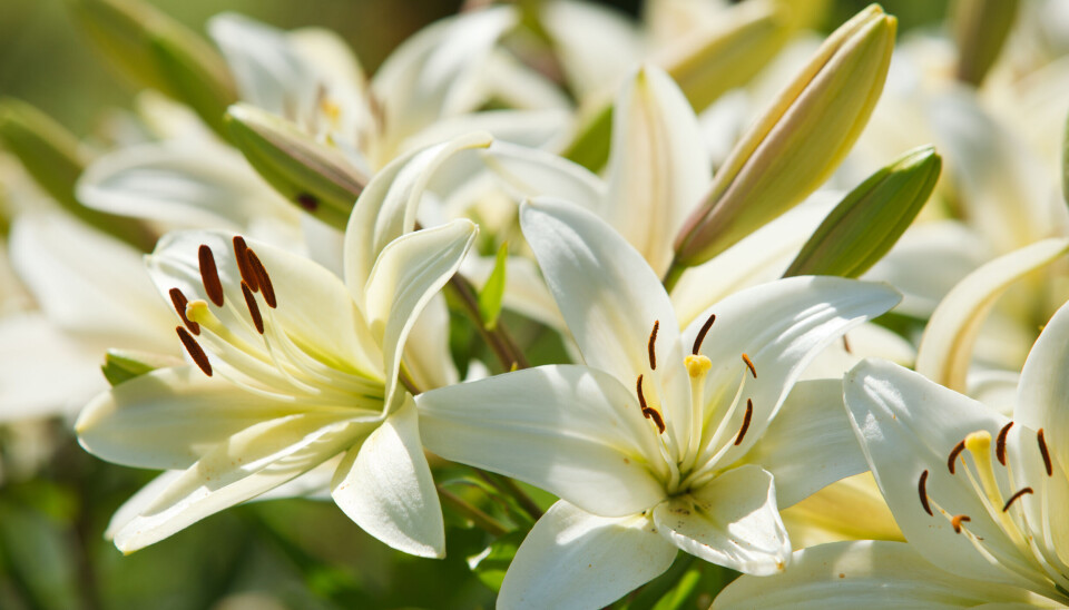 Foto: Intst/Istock